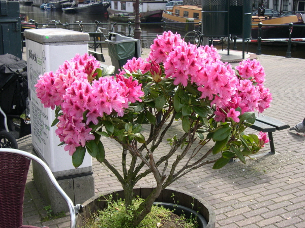 Amsterdam_2008_35