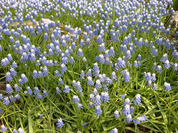 Keukenhof_2008_005