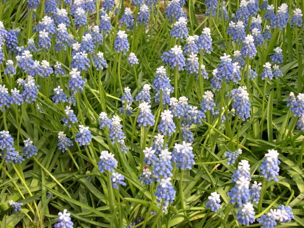 Keukenhof_2008_006