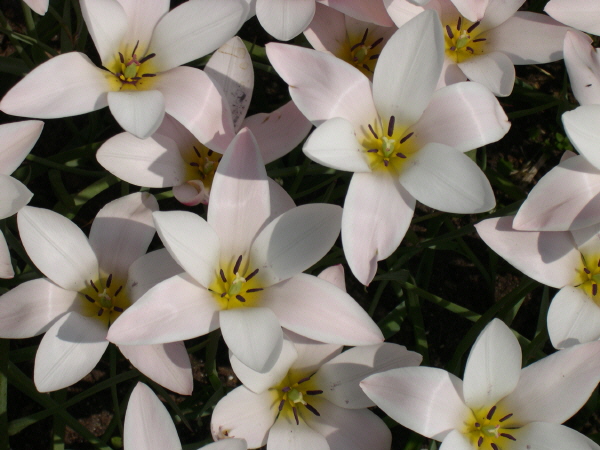 Keukenhof_2008_007