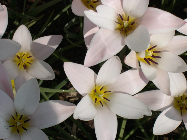 Keukenhof_2008_008