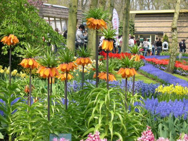 Keukenhof_2008_012