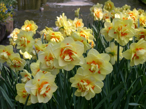Keukenhof_2008_015