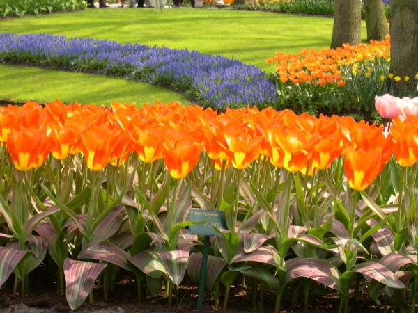Keukenhof_2008_021