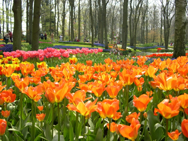 Keukenhof_2008_022
