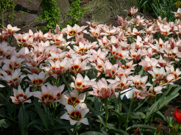 Keukenhof_2008_024