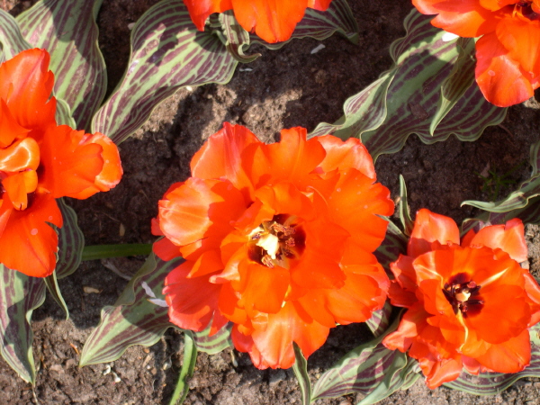 Keukenhof_2008_025
