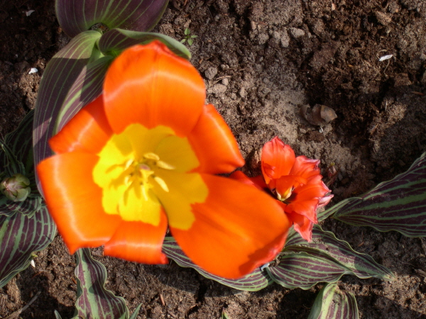 Keukenhof_2008_026