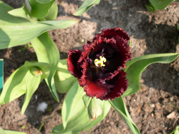 Keukenhof_2008_027