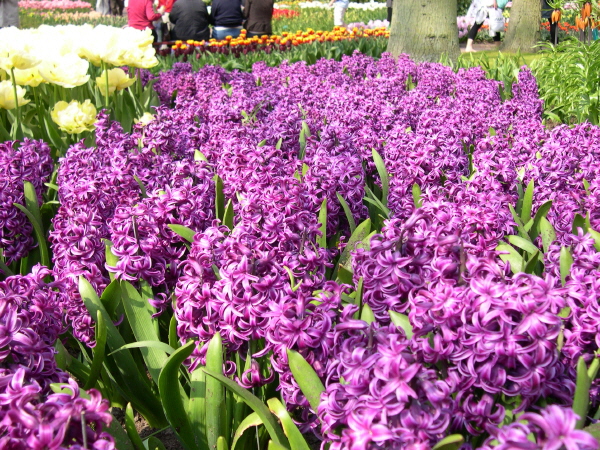 Keukenhof_2008_028