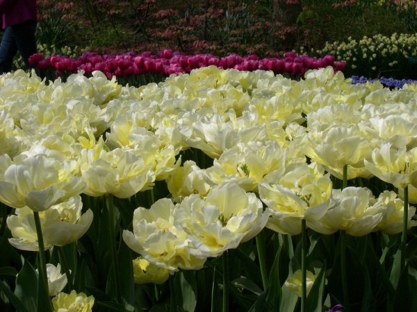 Keukenhof_2008_029