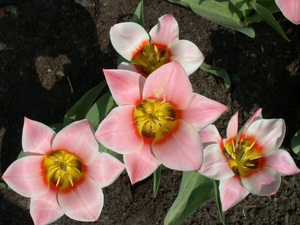 Keukenhof_2008_030