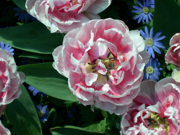 Keukenhof_2008_031