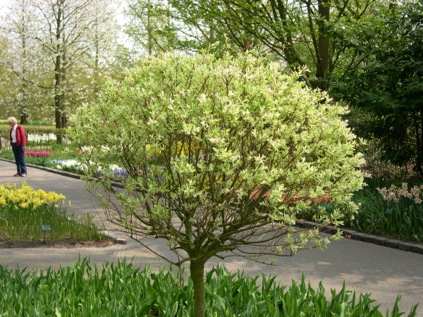 Keukenhof_2008_035