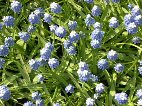 Keukenhof_2008_041