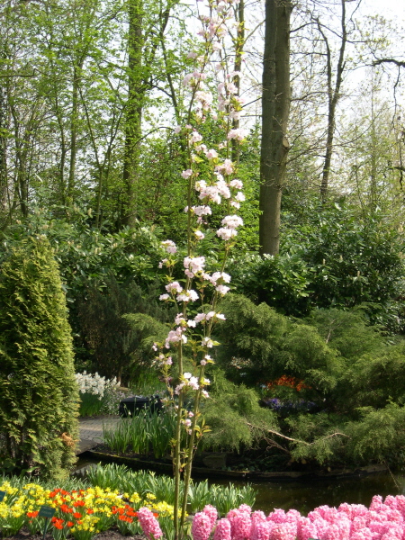 Keukenhof_2008_042