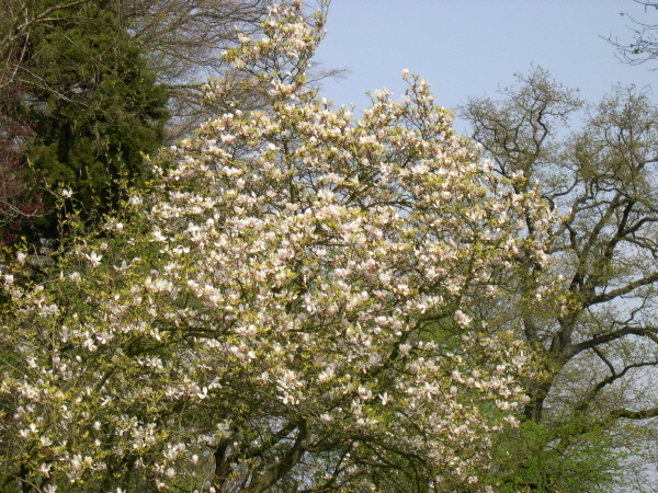 Keukenhof_2008_043