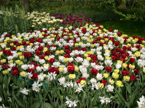 Keukenhof_2008_046