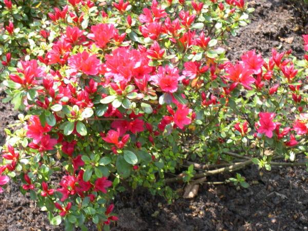 Keukenhof_2008_047