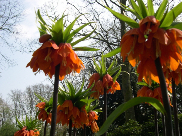 Keukenhof_2008_048