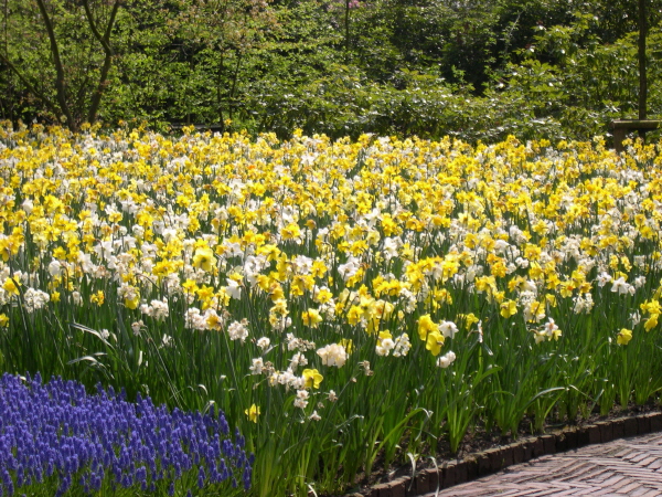 Keukenhof_2008_049