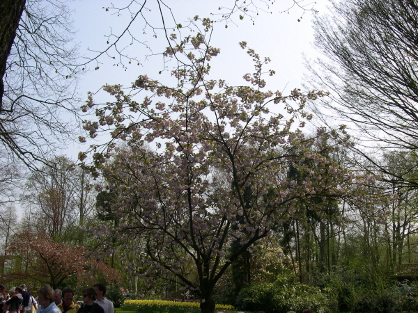 Keukenhof_2008_053