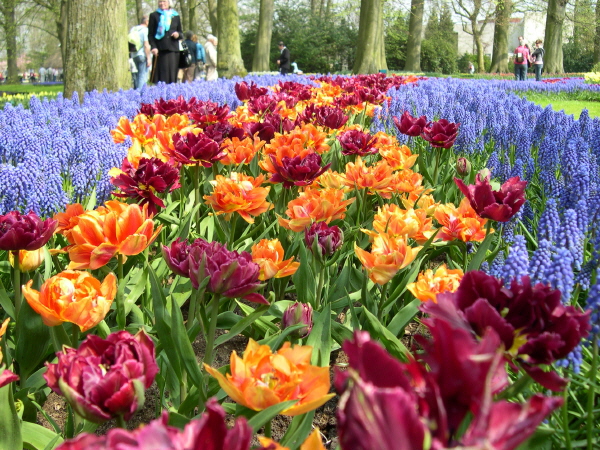 Keukenhof_2008_054