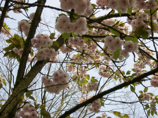 Keukenhof_2008_056