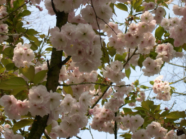 Keukenhof_2008_057
