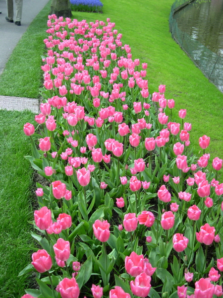Keukenhof_2008_058