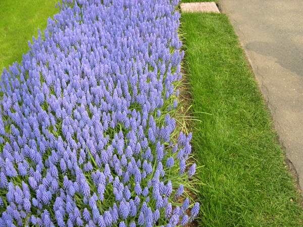 Keukenhof_2008_059