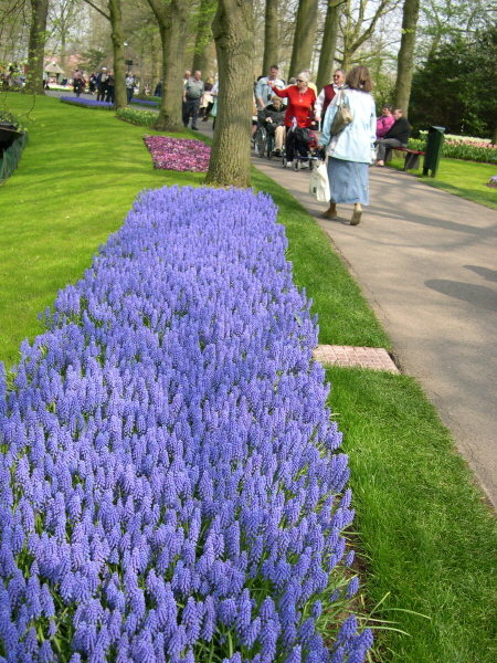 Keukenhof_2008_060