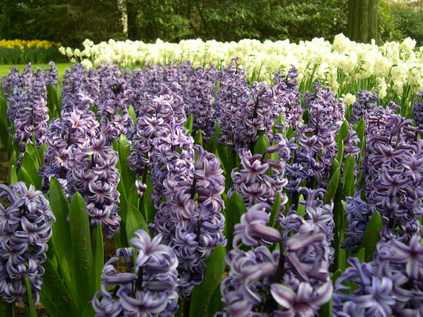 Keukenhof_2008_061