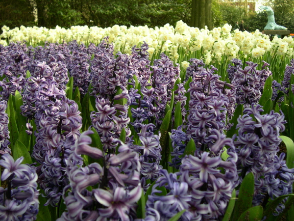 Keukenhof_2008_062