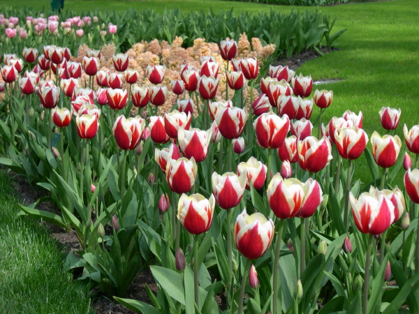 Keukenhof_2008_063