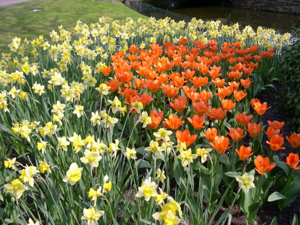 Keukenhof_2008_065
