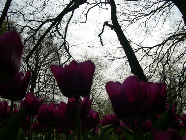 Keukenhof_2008_067