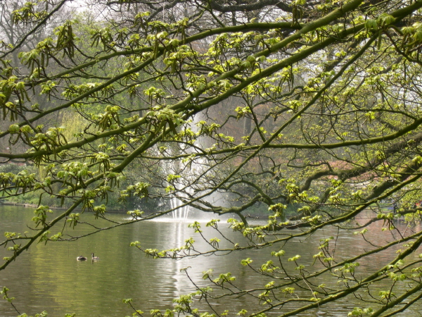Keukenhof_2008_069