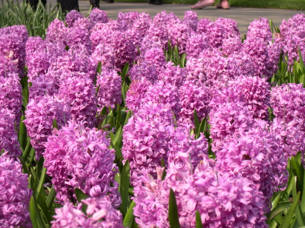Keukenhof_2008_070