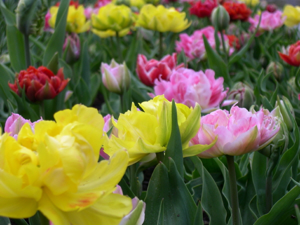 Keukenhof_2008_073