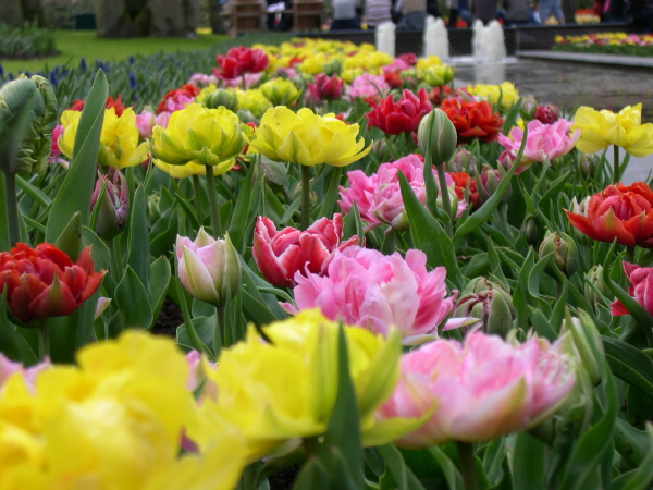 Keukenhof_2008_074