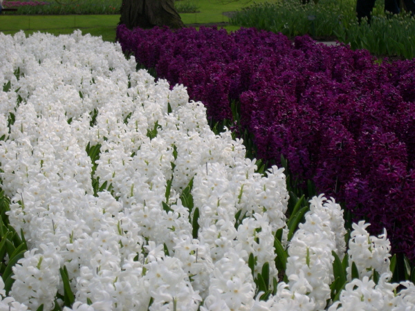 Keukenhof_2008_075