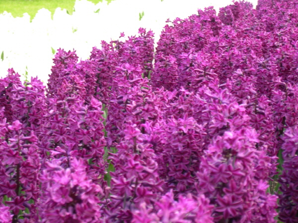 Keukenhof_2008_076