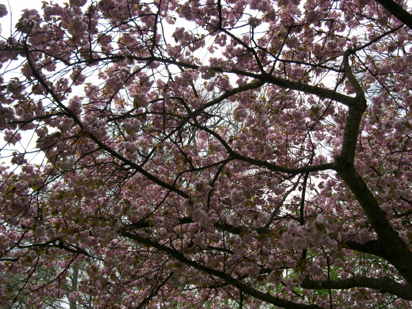 Keukenhof_2008_077