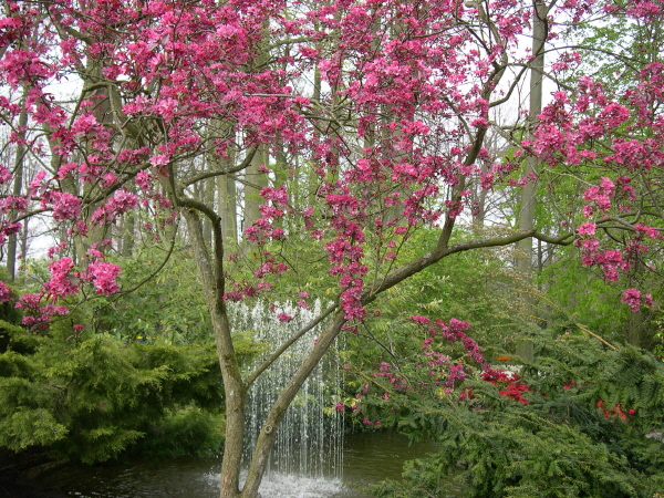 Keukenhof_2008_080
