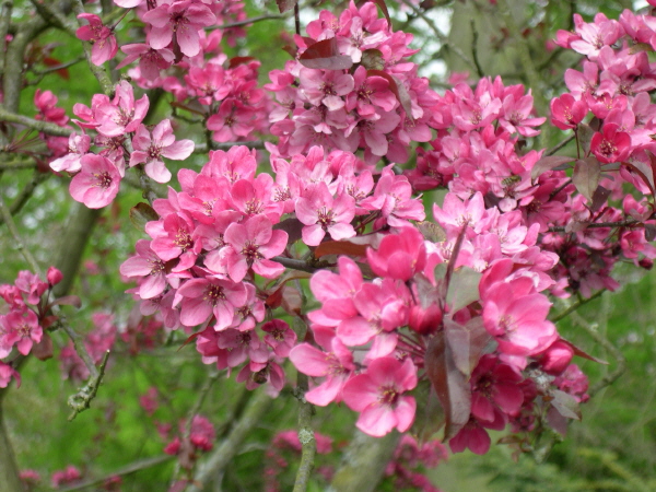 Keukenhof_2008_081