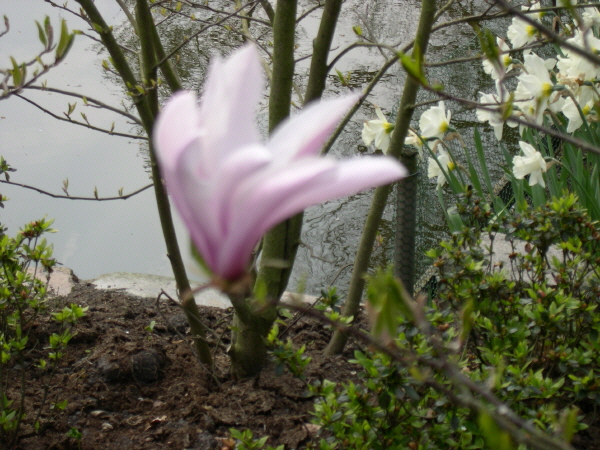 Keukenhof_2008_082