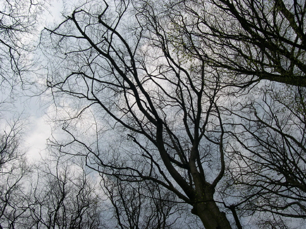 Keukenhof_2008_087