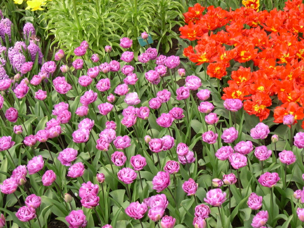 Keukenhof_2008_089