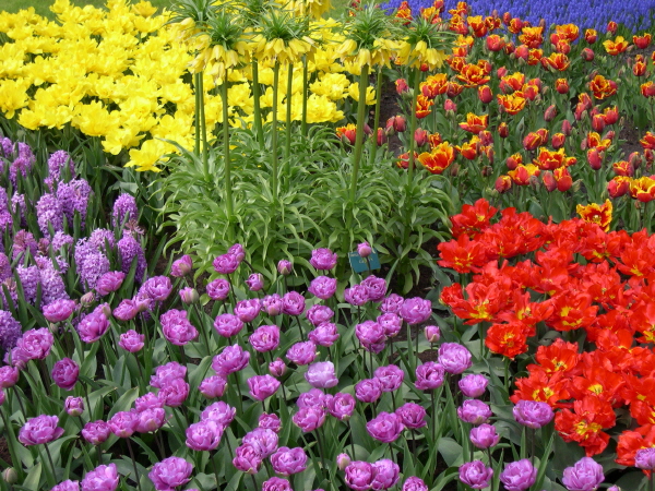 Keukenhof_2008_090